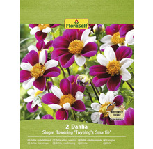 Förpackning med två enkelt blommande dahlior av sorten Twyning''s Smartie