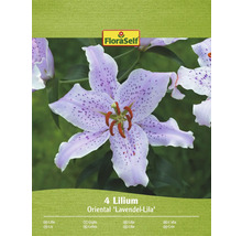 Förpackning med fyra liljor av sorten Oriental Lavendel-Lila