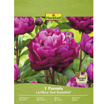 Paeonia Lactiflora Karl Rosenfield förpackning