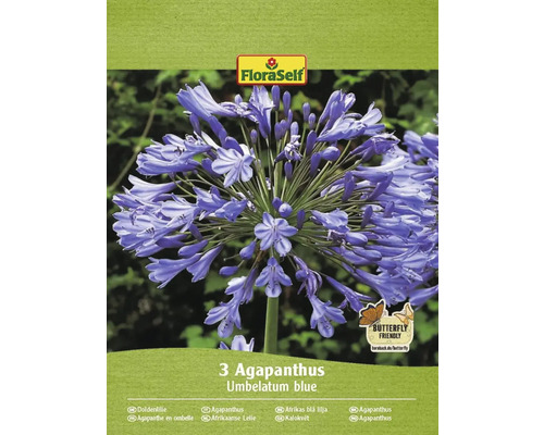 Blomsterlökar FLORASELF Afrikas blå lilja Agapanthus umbellatus 'umbelatum blue' 3st