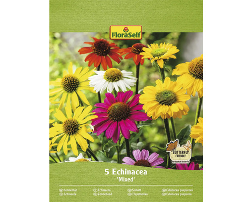 Echinacea rhizom FLORASELF 'färgstark blandning' 5st