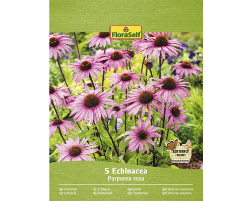 Solhatt rhizom FLORASELF Echinacea 'Purpurea Rosa' 5st