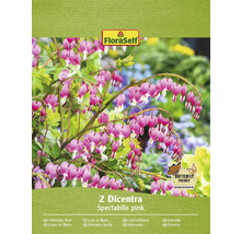 Förpackning med två Dicentra Spectabilis rosa, även känd som Löjtnantshjärta, med fjärilsvänlig sigill och FloraSelf-logotyp