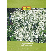 Förpackning med Gypsophila Paniculata White frön