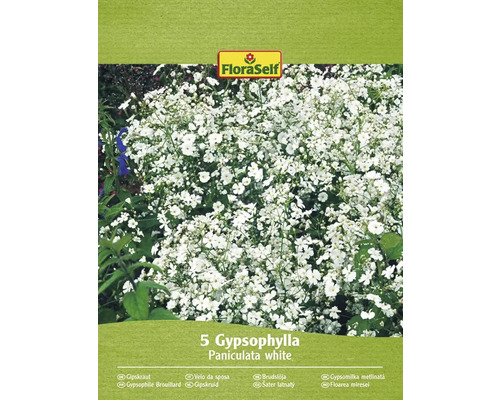 Brudslöja rhizom FLORASELF Gypsophylla panicualta vit 5st