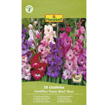 FloraSelf 10 Gladiolus Grandiflora ''Purpur Blend'' blandningsförpackning