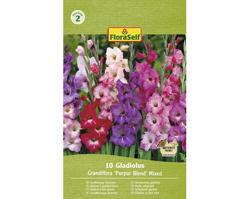 Blomsterlökar FLORASELF Gladiolus 'Purpur Blend Mixed' 10st