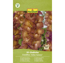 Förpackning storblommig gladiolus, sort Indian Summer