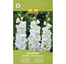 Förpackning storblommig gladiolus av sorten ''White Prosperity''