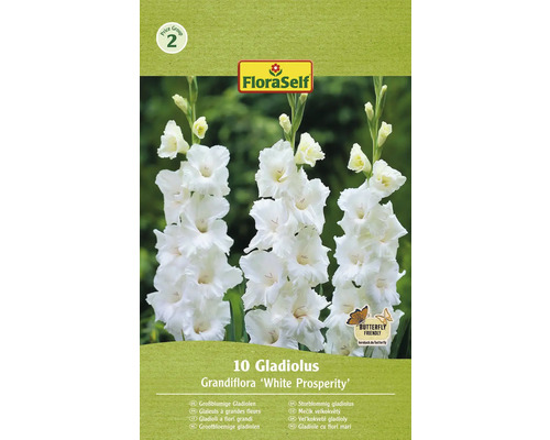 Blomsterlökar FLORASELF Gladiolus 'White Prosperity' 10st