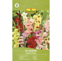 Förpackning med 10 blandade fjärilsgladioluslökar från FloraSelf