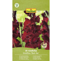 Förpackning storblommig gladiolus av sorten ''Black Star'' från FloraSelf, 10 stycken