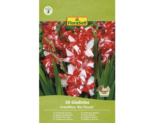 Blomsterlökar FLORASELF Gladiolus 'Koi Persuit' 10st