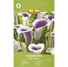 Förpackning med 2 Zantedeschia Calla ''Picasso'' blomsterlökar