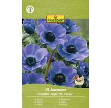 FloraSelf Anemone Coronaria single ''Mr. Fokker'' förpackning med 15 stycken