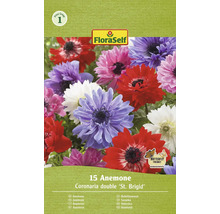 FloraSelf Bukettanemon Coronaria dubbel ''St. Brigid'', 15 stycken