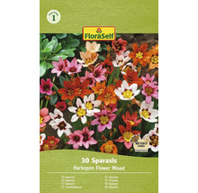 Sparaxis Harlekin blomstermix, 30 stycken, FloraSelf