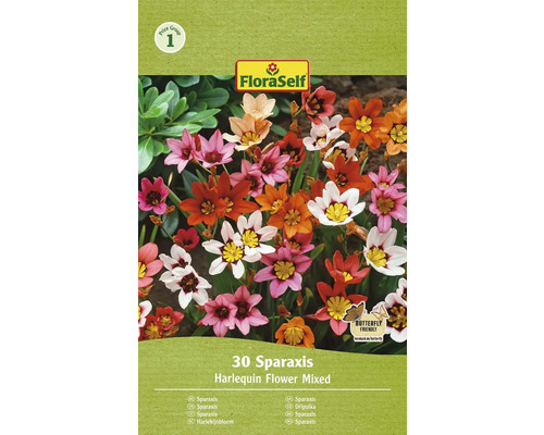 Blomsterlökar FLORASELF Sparaxis blandade färger 30st