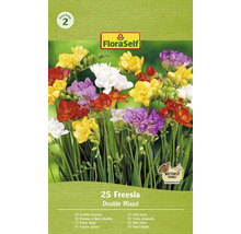 FloraSelf fyllda fresia, 25 stycken, dubbelblandning