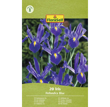 Förpackning med 20 holländska blå irisblomsterlökar