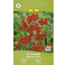 FloraSelf Montbretia Lucifer, 12 stycken, trädgårdsblommor