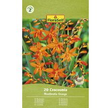 Förpackning med 20 Crocosmia Montbretia Orange
