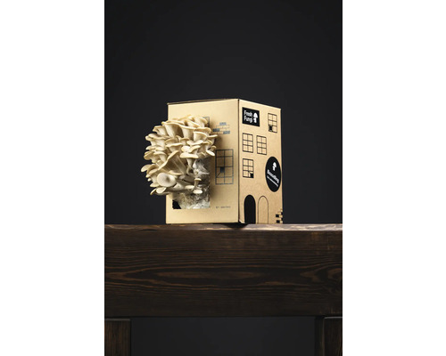 Svampodlingskit med ostronmussling på en träbjälke