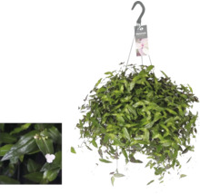 Hängväxt med gröna blad
