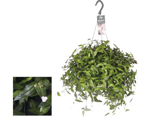 Hängväxt med gröna blad