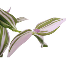 Tradescantia krukväxt med randiga blad.