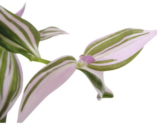 Tradescantia krukväxt med randiga blad.