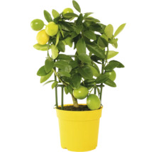 Citron träd i kruka med spaljé