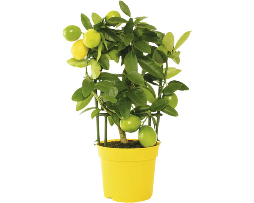 Citron träd i kruka med spaljé