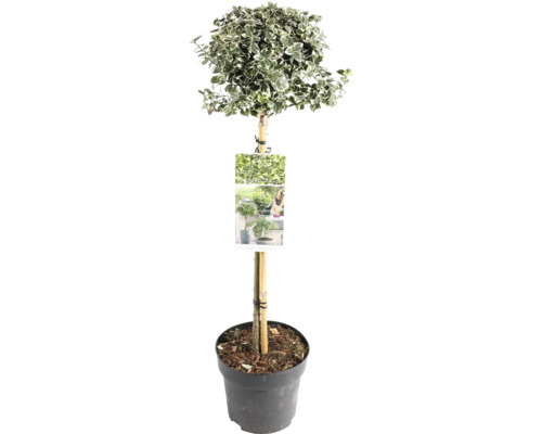 Bilden visar en benved i kruka.