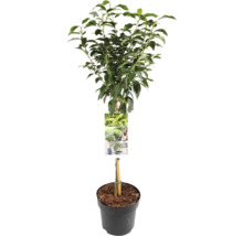 Lagerbladsträd i kruka