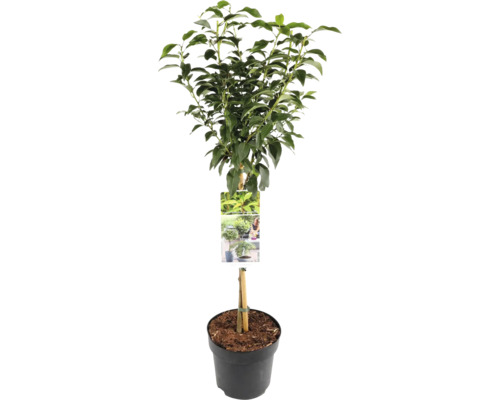 Lagerbladsträd i kruka