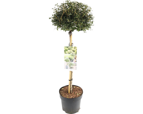 Städsegrön liguster som klotträd i kruka