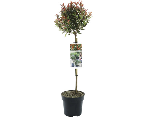 Photinia fraseri Chico i kruka