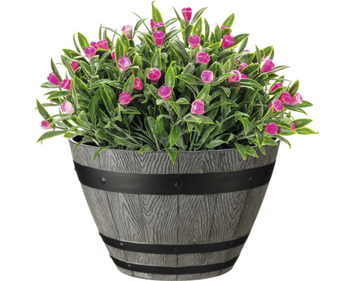 Dekorativ växt med rosa blommor i kruka