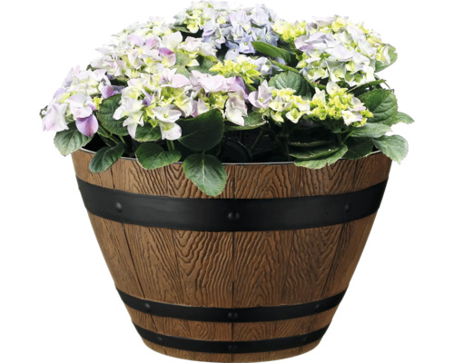 Hortensior i en planteringskruka med träfatseffekt