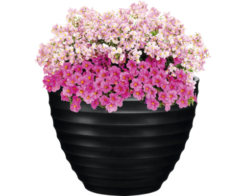 Blomkruka med tvillingblommor