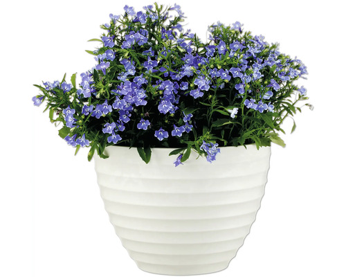 Blå blommande buske i vit kruka för trädgården