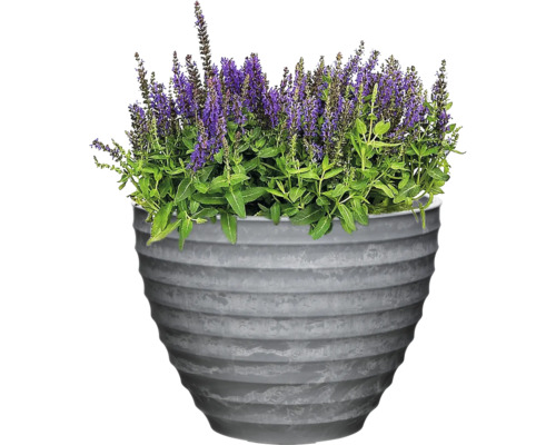 Salvia i grå planteringskärl