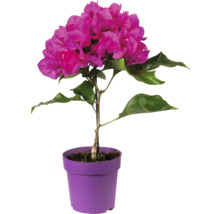 Bougainvillea växt i kruka