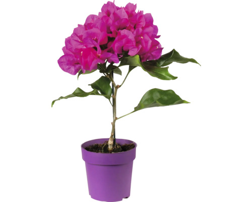 Trillingblomma FLORASELF Bougainvillea Vera Deep Purple krukstorlek Ø9cm