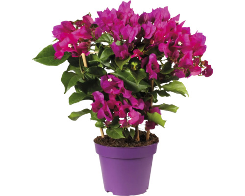 Trillingblomma spaljé FLORASELF Bougainvillea Vera Purple 35cm krukstorlek Ø14cm Bougainvillea växt i kruka