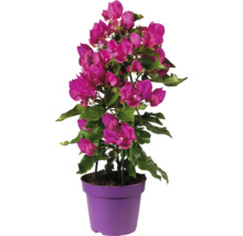 Bougainvillea växt i kruka