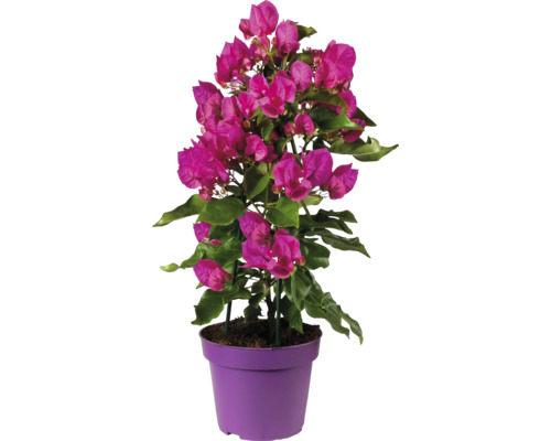 Trillingblomma FLORASELF Bougainvillea Vera Deep Purple krukstorlek Ø14cm