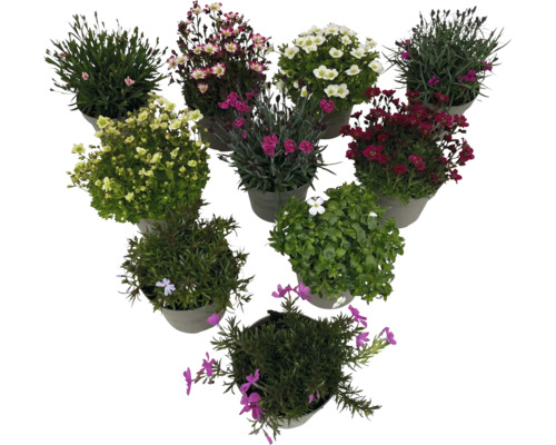Blommor i krukor, olika sorter