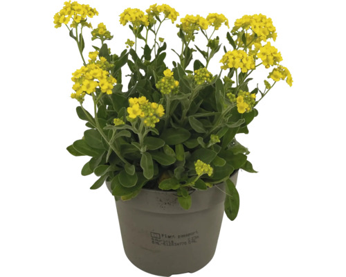 Stenörter i kruka med gula blommor